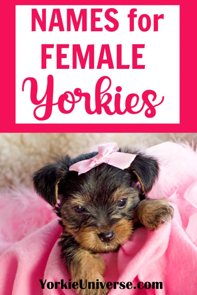 female yorkie puppy with pink bow on pink blanket