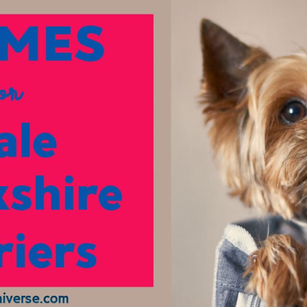 Names for Female Yorkies Yorkie Universe