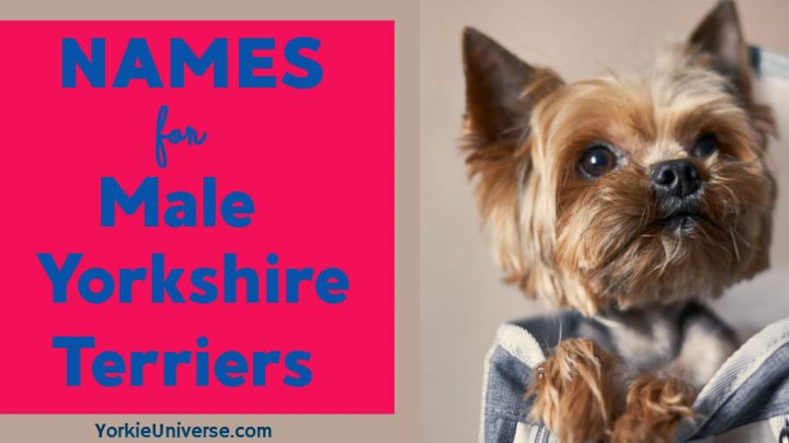 Names for Male Yorkies