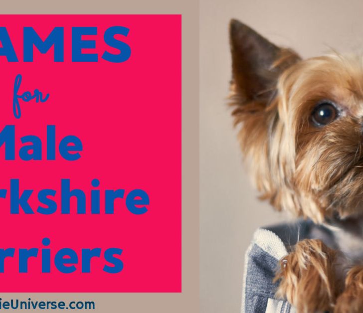 Names for Male Yorkies