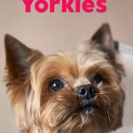 male yorkie looking up