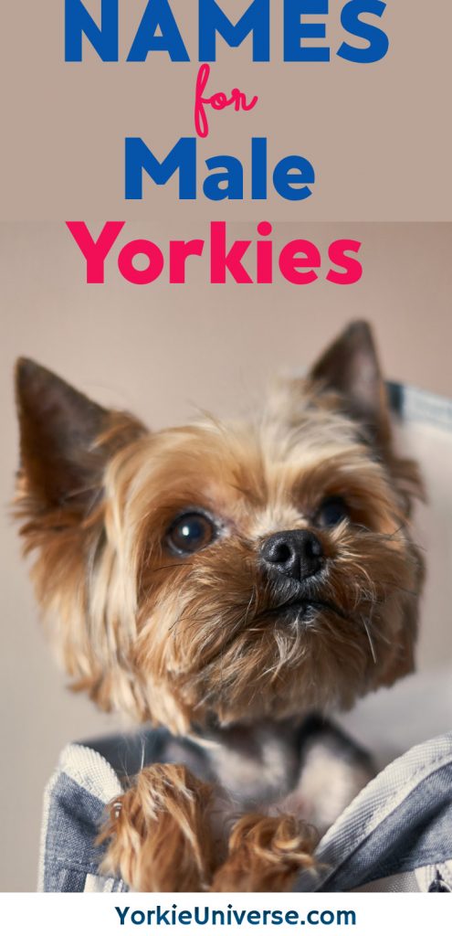 male yorkie looking up