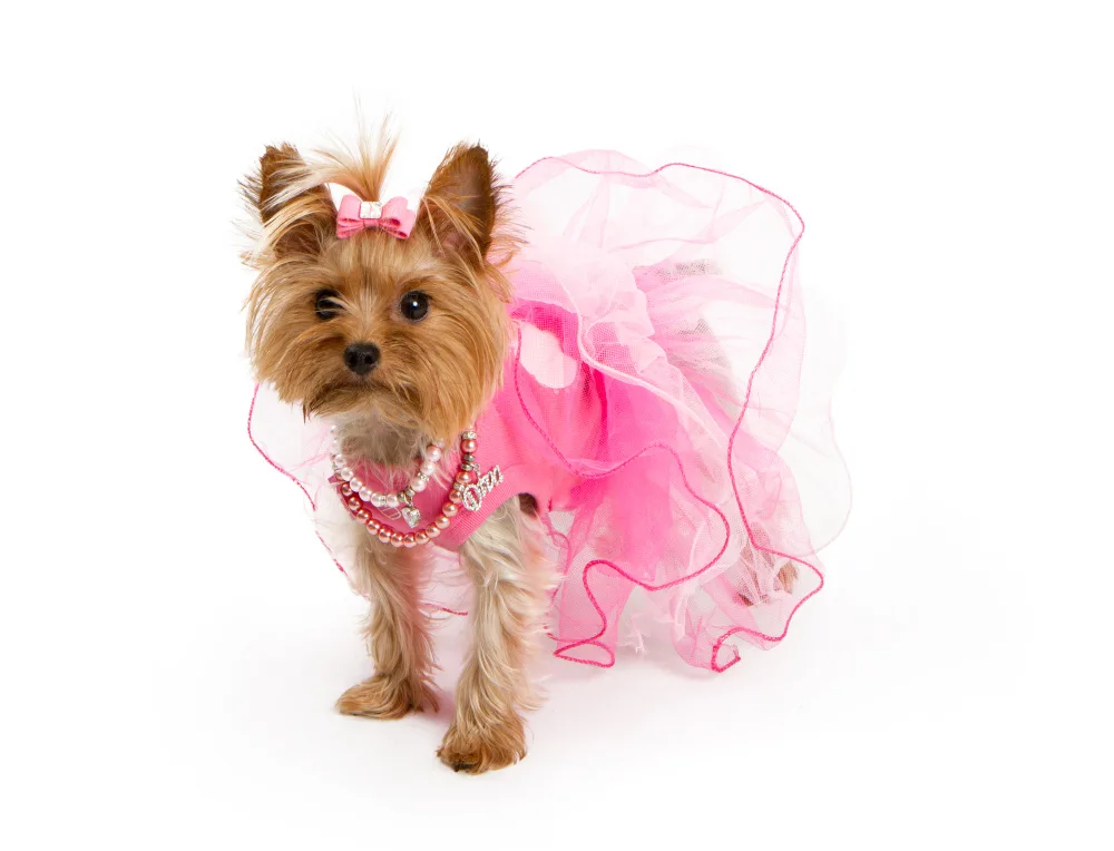 girl yorkshire terrier in pink dress 