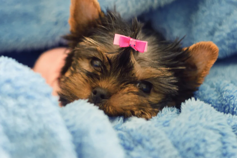 Yorkshire terrier puppy with pink bow laying in blue blanket