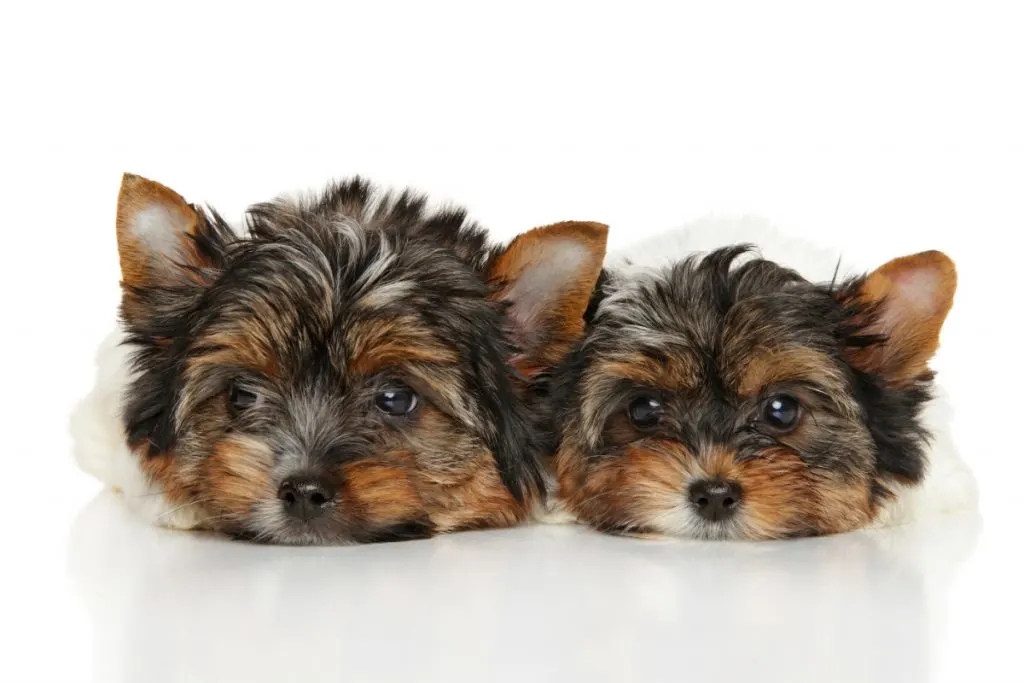 2 Yorkie puppies laying down