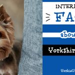 cute face of a Yorkshire Terrier