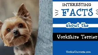 cute face of a Yorkshire Terrier