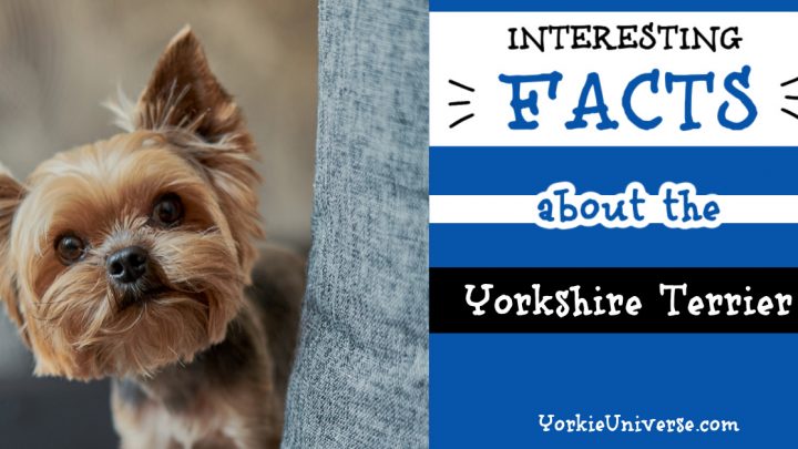 Interesting Facts About the Yorkshire Terrier