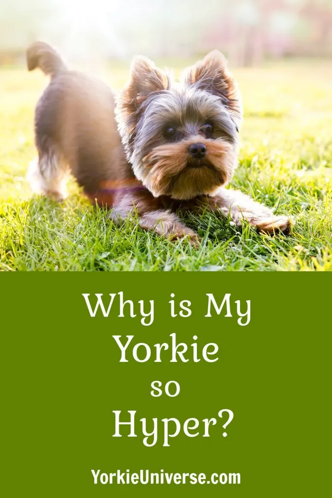 cute Yorkie with butt up in air outside