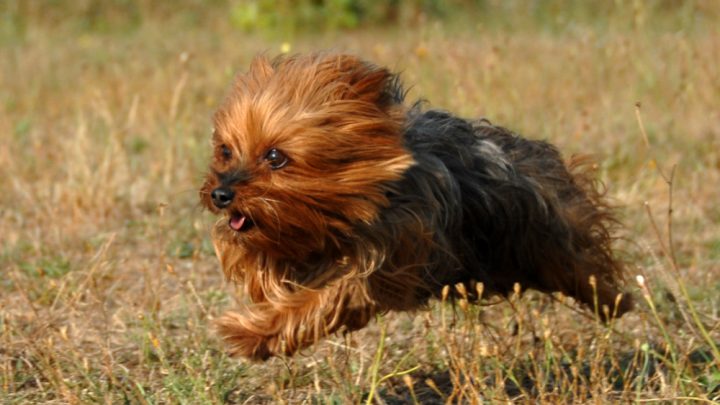 How Much Exercise Does a Yorkshire Terrier Need?