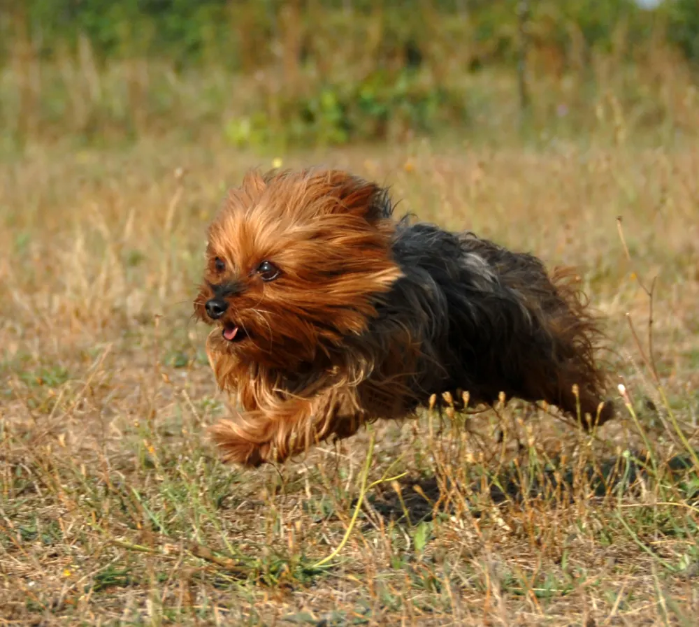 Yorkshire terrier running in grass