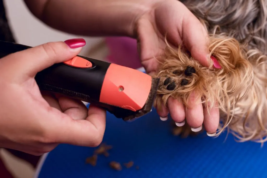 Groomer using clippers to trim a dog's paws