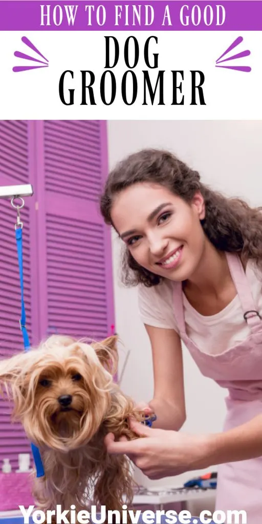 female dog groomer smiling and grooming Yorkshire terrier
