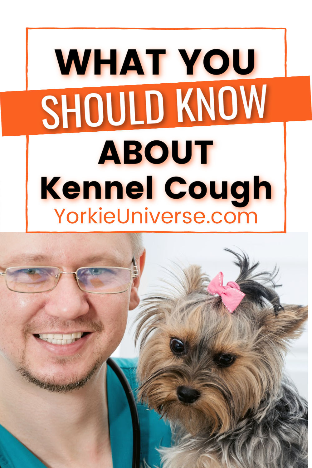 What You Should Know About Kennel Cough Yorkie Universe