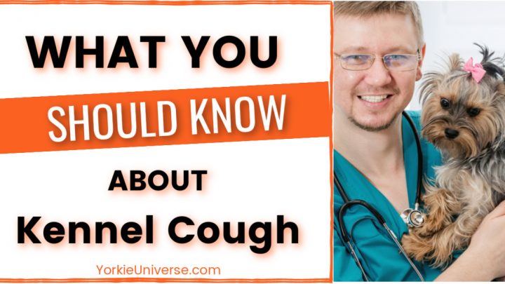 What You Should Know About Kennel Cough