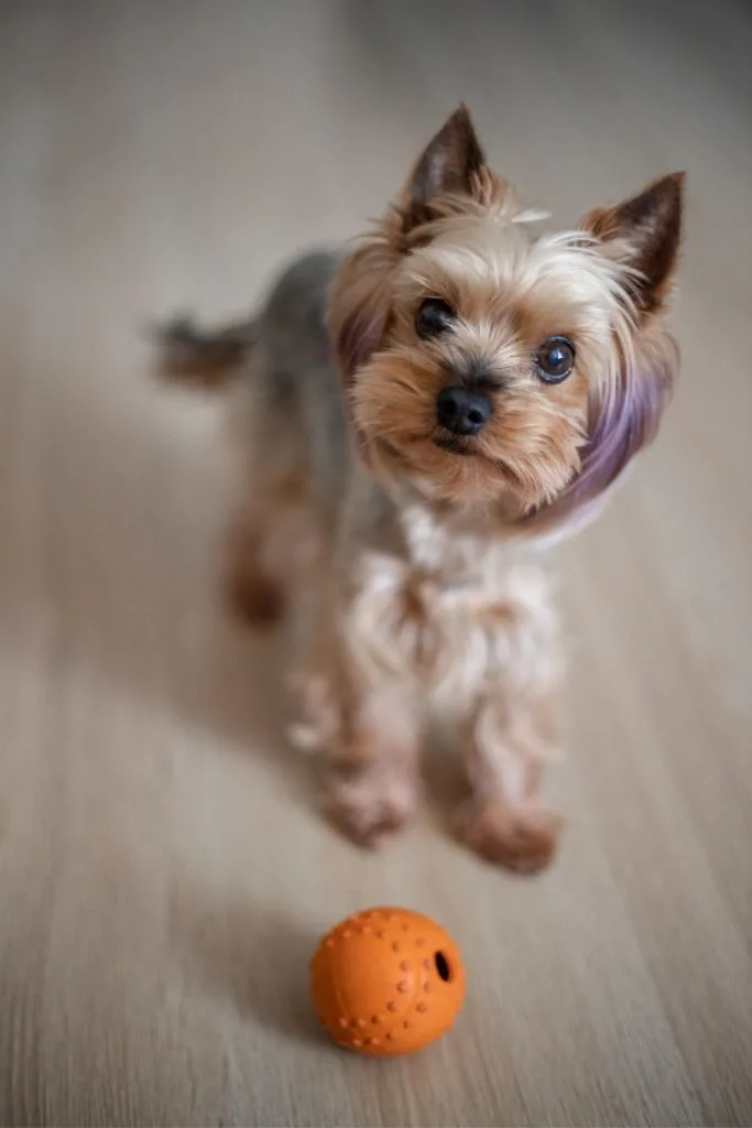 Yorkie playing with ball