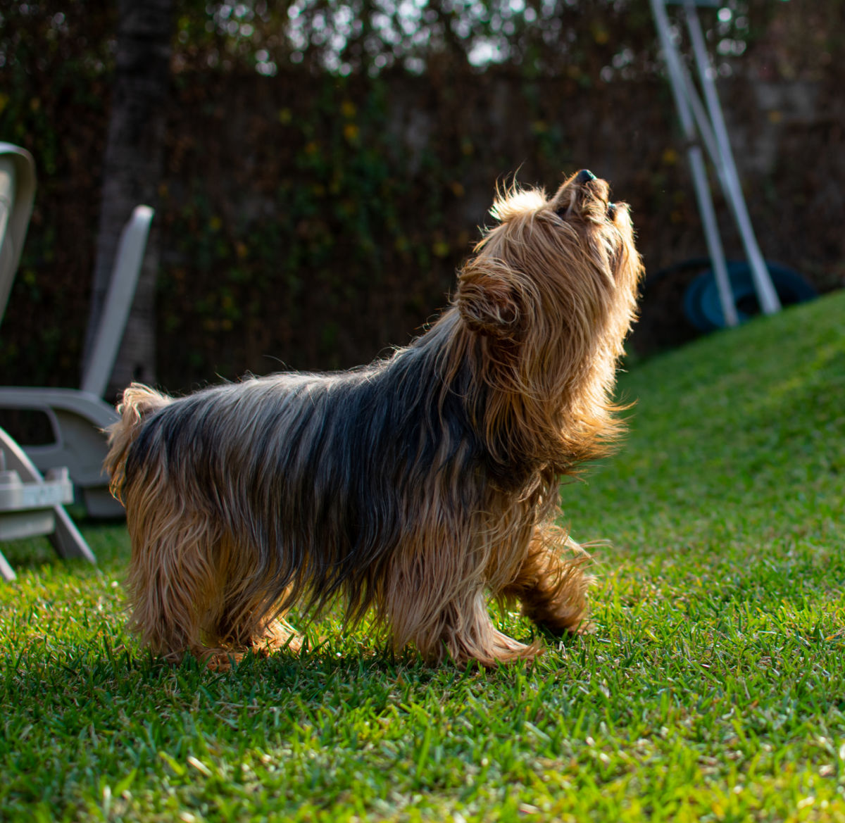 11 Ways to Stop a Yorkie From Barking
