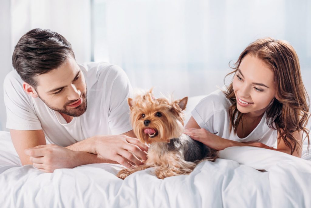 man and woman laying on white bed with yorkie dog between them