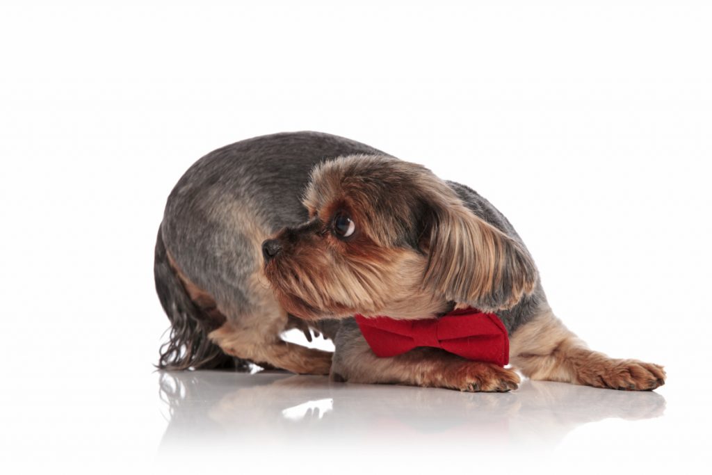side view of scared yorkshire terrier laying down, wearing a red bowtie
