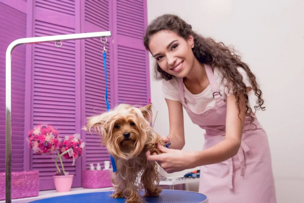 smiling female dog groomer grooming a Yorkshire Terrier