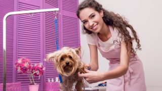 smiling female dog groomer grooming a Yorkshire Terrier