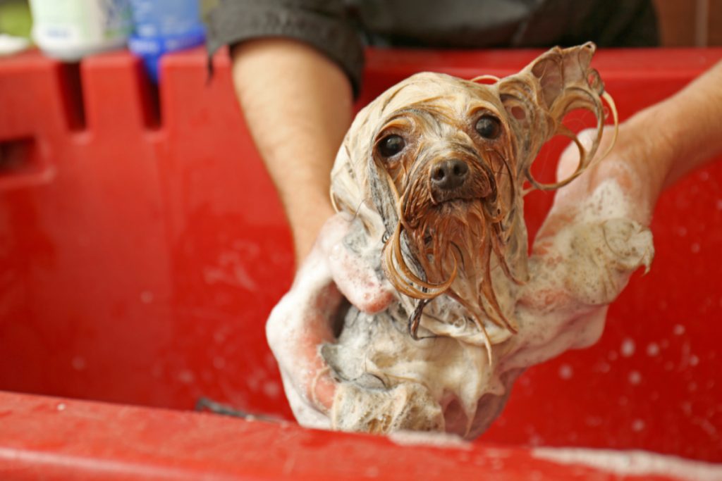 Yorkshire terrier getting bath in red tub
