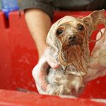 Yorkshire terrier getting bath in red tub.