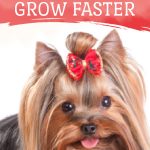 yorkshire terrier with beautiful long coat laying down