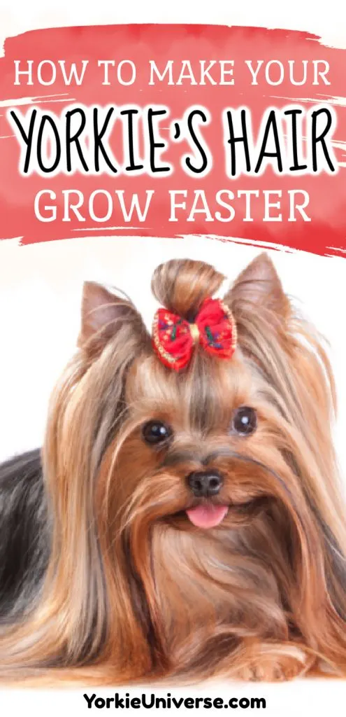 yorkshire terrier with beautiful long coat laying down