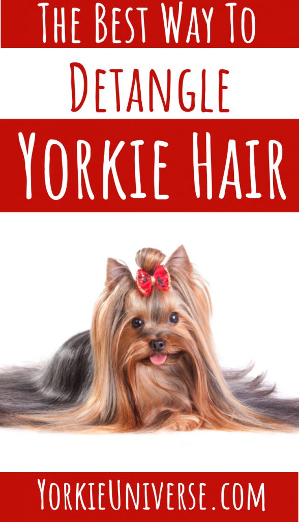 Long haired Yorkie with red bow laying down