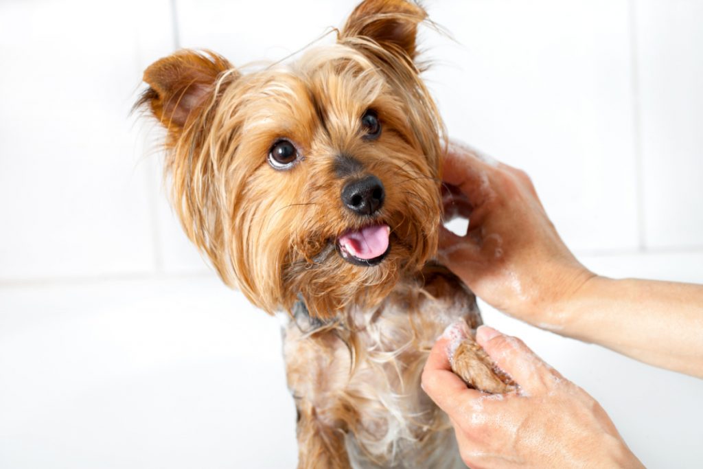 Close up of female hands washing small yorkshire dog.