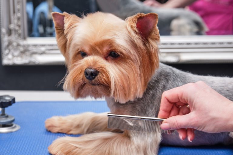 Yorkshire terrier dog getting combed