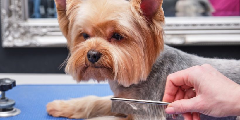 Yorkshire terrier dog getting combed