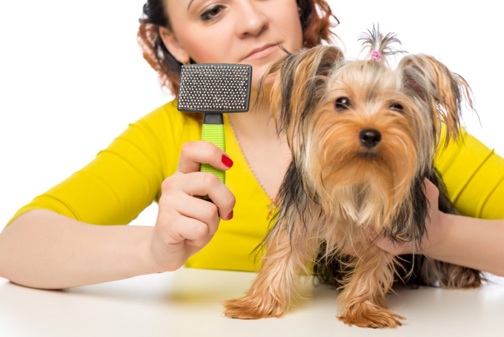 woman in yellow shirt holding a dog slicker brush and a Yorkshire terrier