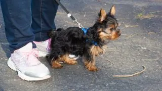 Yorkshire terrier puppy next to the owners feet