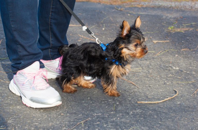 Yorkie Puppy Harness Guide for New Pet Parents Yorkie Universe