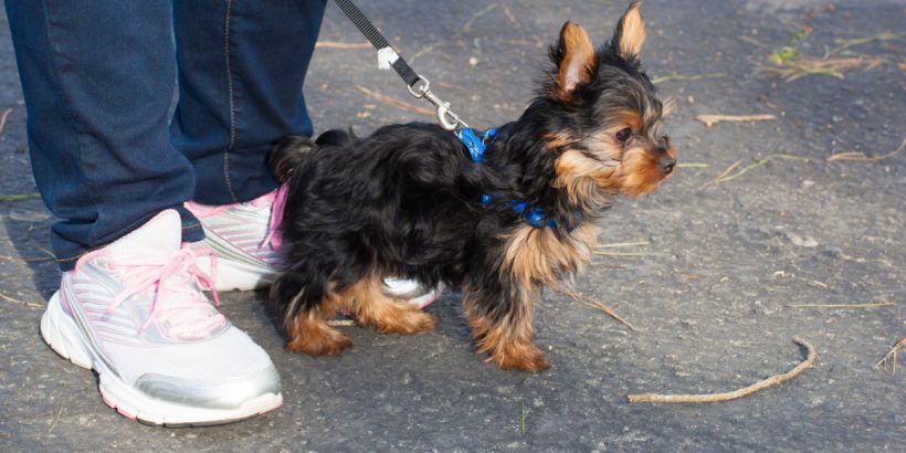 Yorkshire terrier puppy next to the owners feet