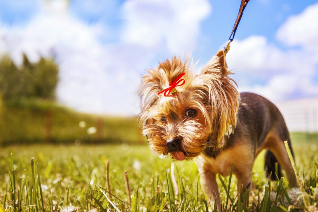 yorkie on leash in grass