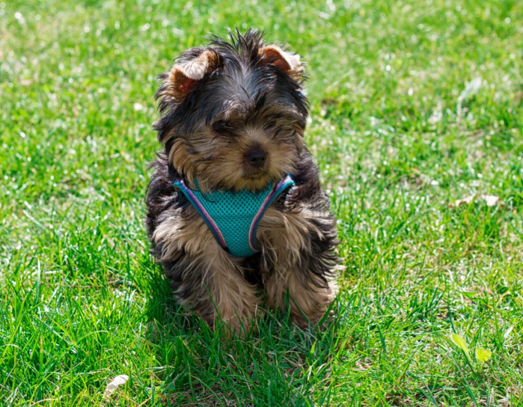 Yorkshire Puppy terrier wearing harness on a green grass.