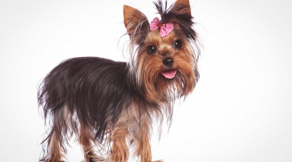 yorkie with hair that isn't growing in well
