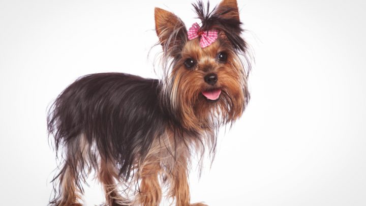 Why is My Yorkie Shedding? 10 Possible Reasons