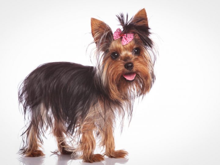 yorkie with hair that isn't growing in well