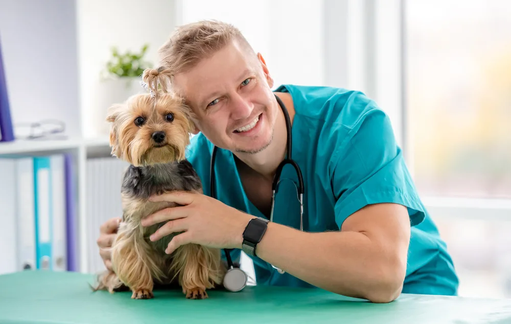 Veterinarian and yorkshire terrier in clinic