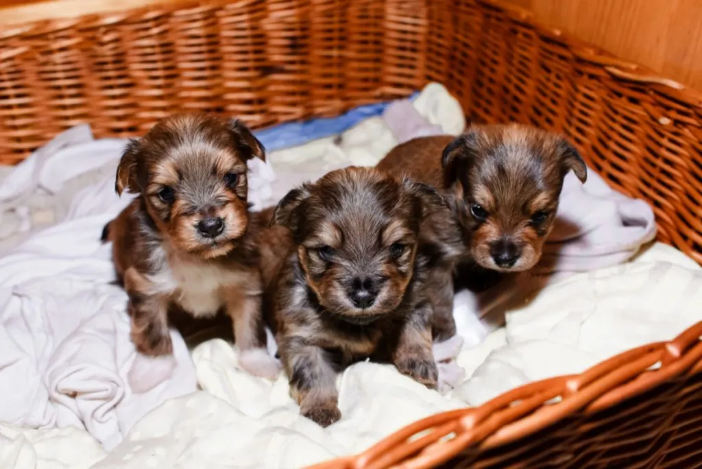 3 very young Yorkie puppies in basket