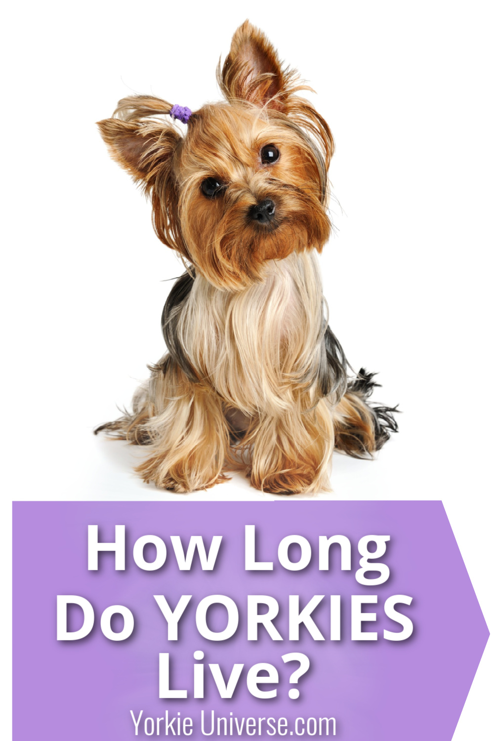 How Long Do Yorkies Live? Yorkie Universe