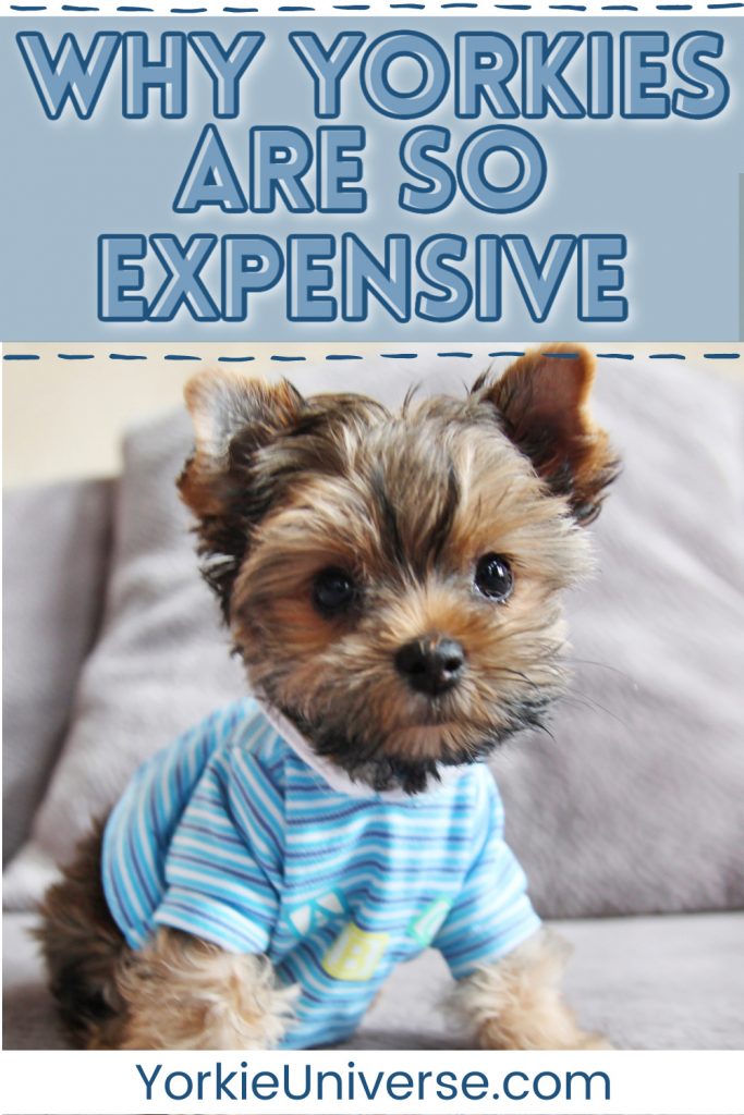 Tiny Yorkie puppy wearing blue striped shirt sitting on bed