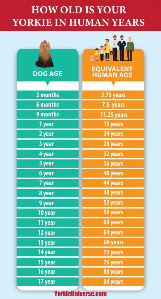 A Yorkie age chart