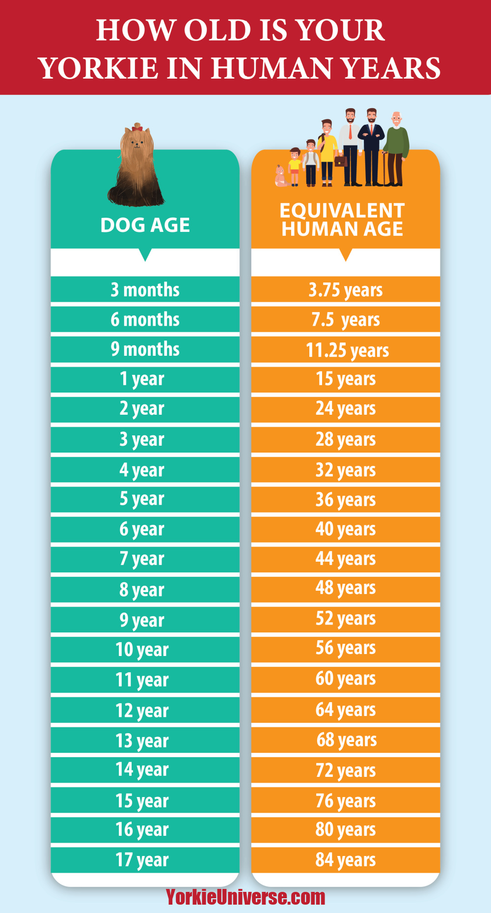 How Long Do Yorkies Live? Yorkie Universe