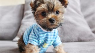 Yorkie puppy wearing blue striped shirt sitting on bed