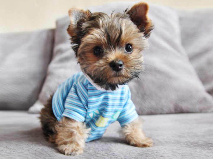 Yorkie puppy wearing blue striped shirt sitting on bed